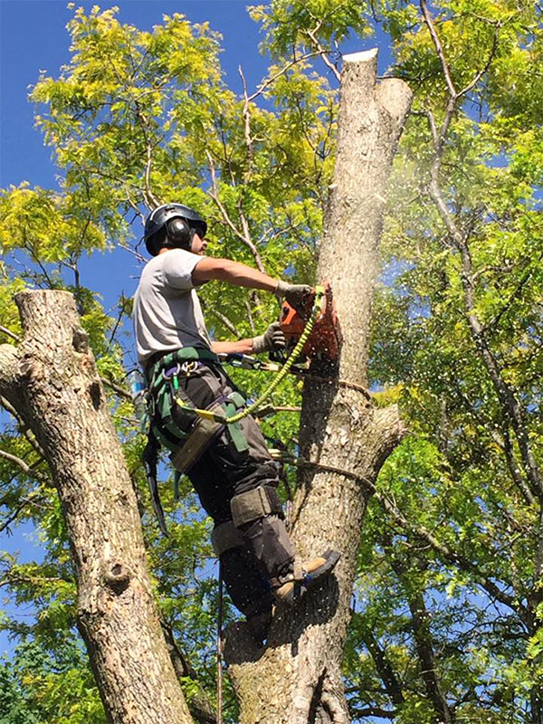 Tree Care Experts