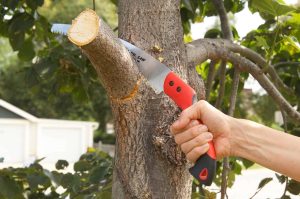 tree limb removal