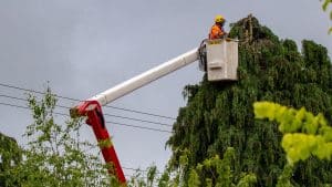 How to remove mistletoe from trees