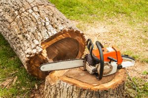 What to do after stump grinding?