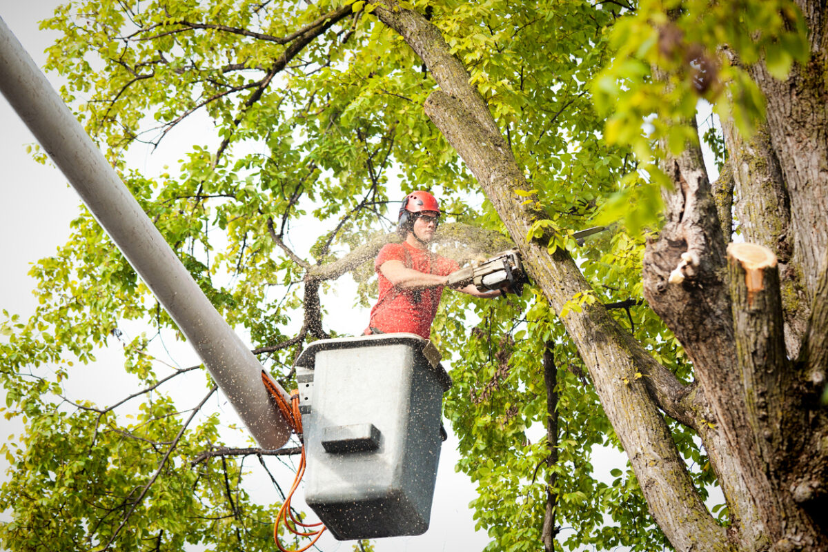 Affordable heights tree service