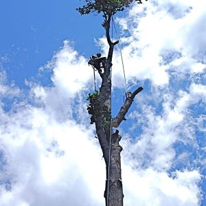 How to remove vines from tall trees