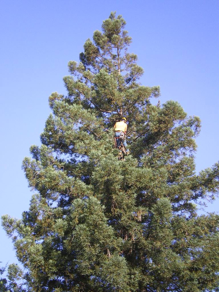 How to remove seed pods from palm trees? Arborist The Heights