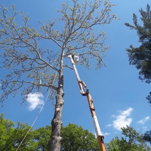 cheap time of year for tree removal