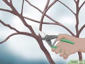 How to Trim a Redbud Tree?