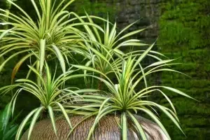 types of spider plants
