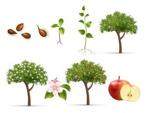 Life Cycle of an Apple Tree