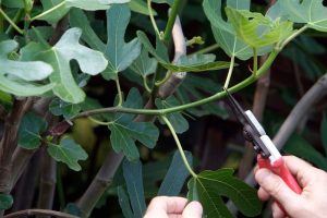 how to trim a fig tree