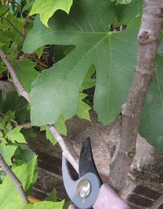 how to trim a fig tree