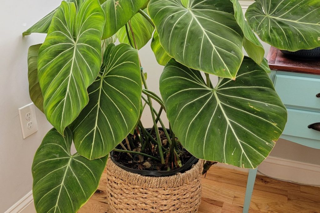 Rare Philodendron Species