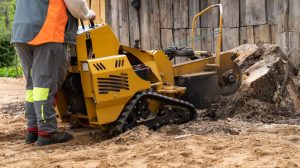 What to do after stump grinding?