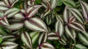 wandering jew plants toxic to dogs