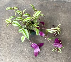 wandering jew plants toxic to dogs