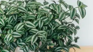 How to care for a wandering jew plant