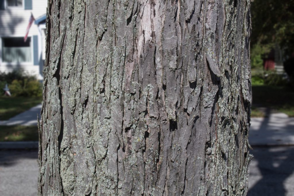 pear tree bark