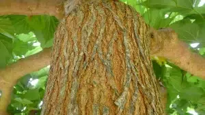 Mulberry Tree Bark Identification