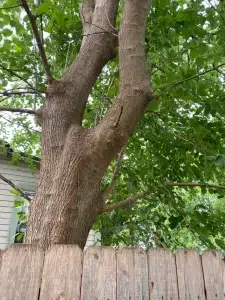Mulberry Tree Bark