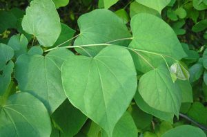 Tree with spade-shaped leaves