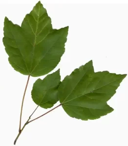 Tree with three-lobed leaves
