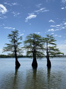 Trees that Grow in Water