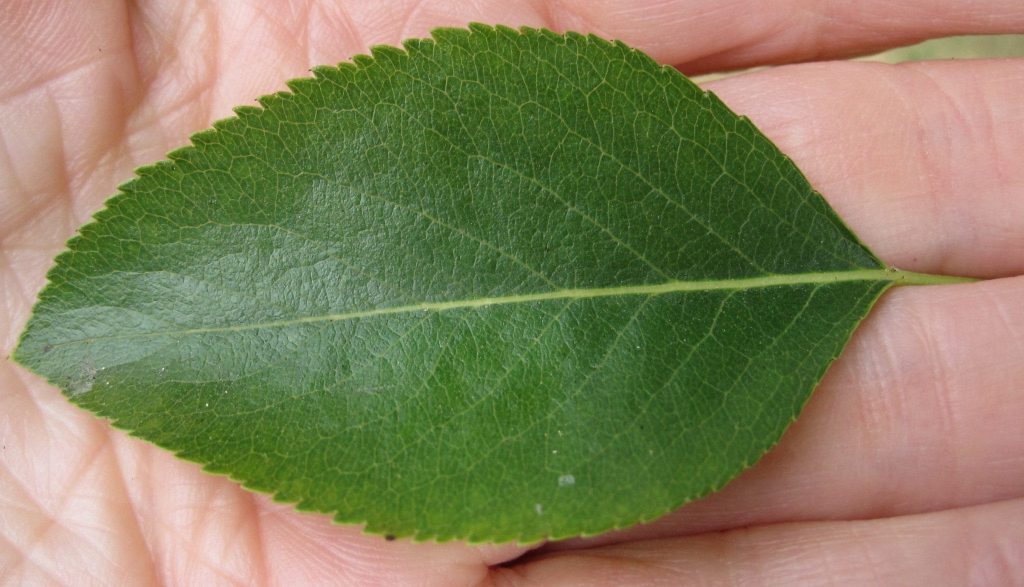 Trees with oval leaves - Arborist The Heights