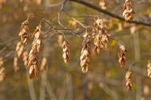 Tree with hop like Flowers