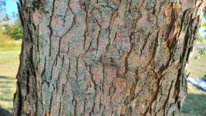 silver maple bark
