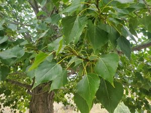 Tree with spade-shaped leaves