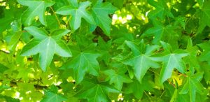 Tree with three-pronged leaves