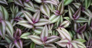 Are wandering Jew plants toxic to cats?