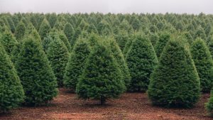 Trim a Home Christmas tree