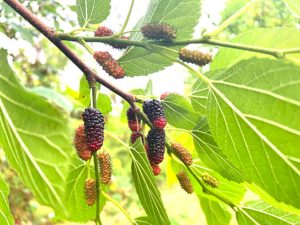 History and Types of Mulberry Tree