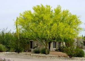 Palo Verde Trees