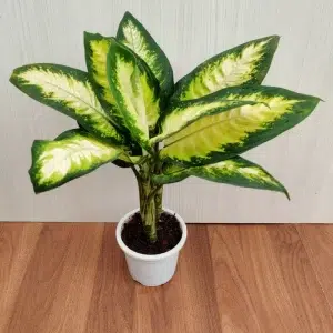 What is a dieffenbachia plant?