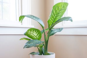 What is a dieffenbachia plant?