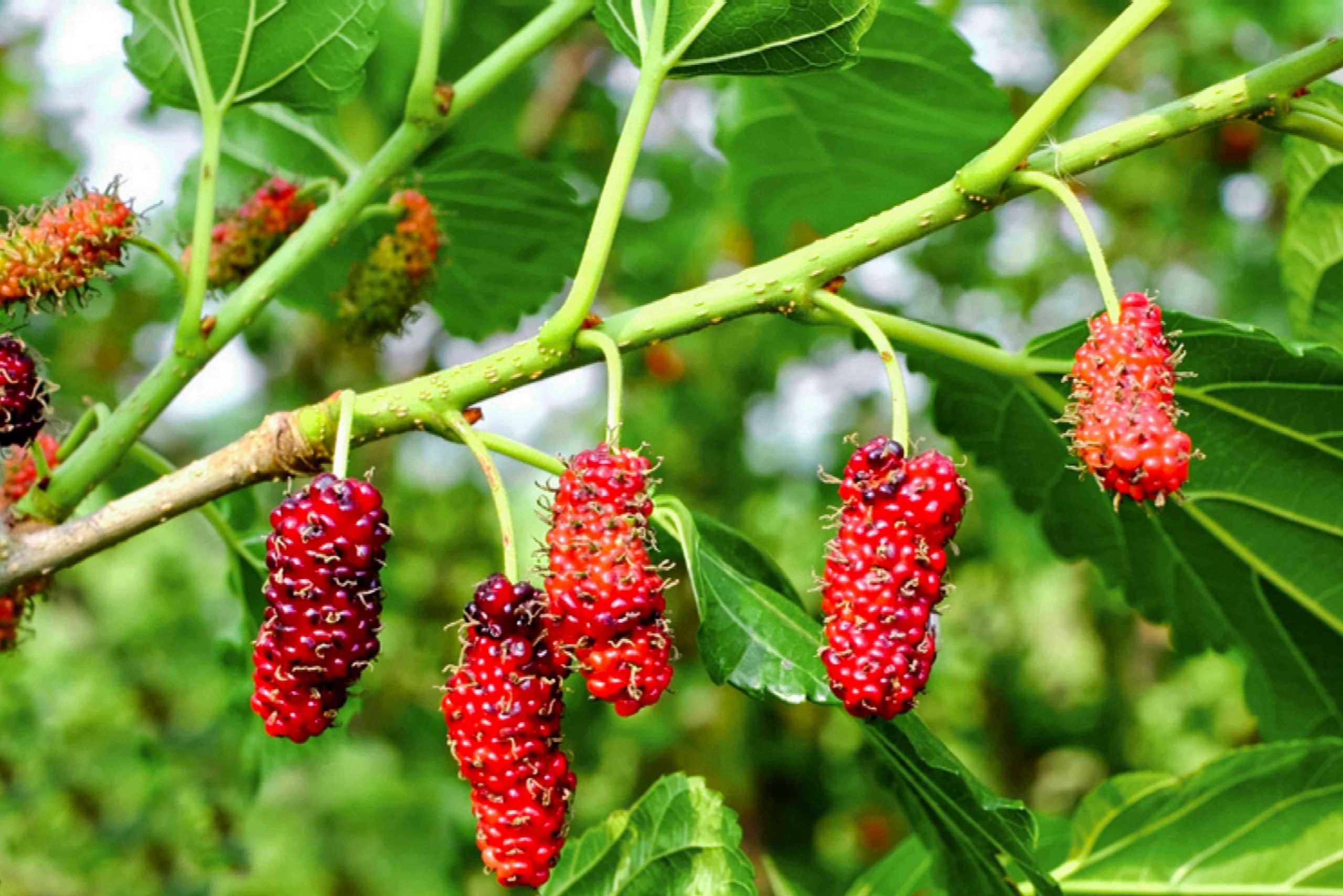History and Types of Mulberry Tree