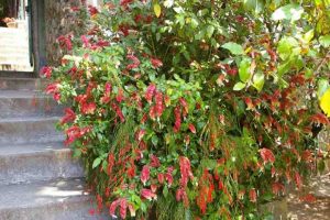 shrimp plant?