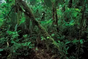 Tropical rainforest plants