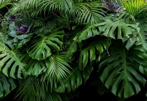 Tropical rainforest plants