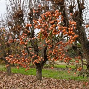 How to trim a persimmon tree?