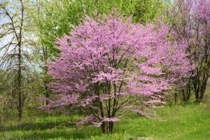 Common Redbud Tree