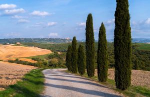 Cypress tree