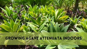 Growing Agave attenuata Indoors