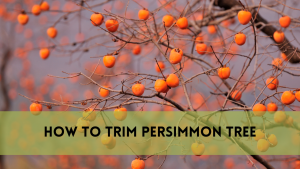 How to Trim a Persimmon Tree?