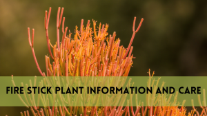 Fire Stick Plant Information and Care