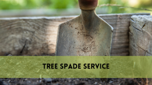 Tree Spade Service