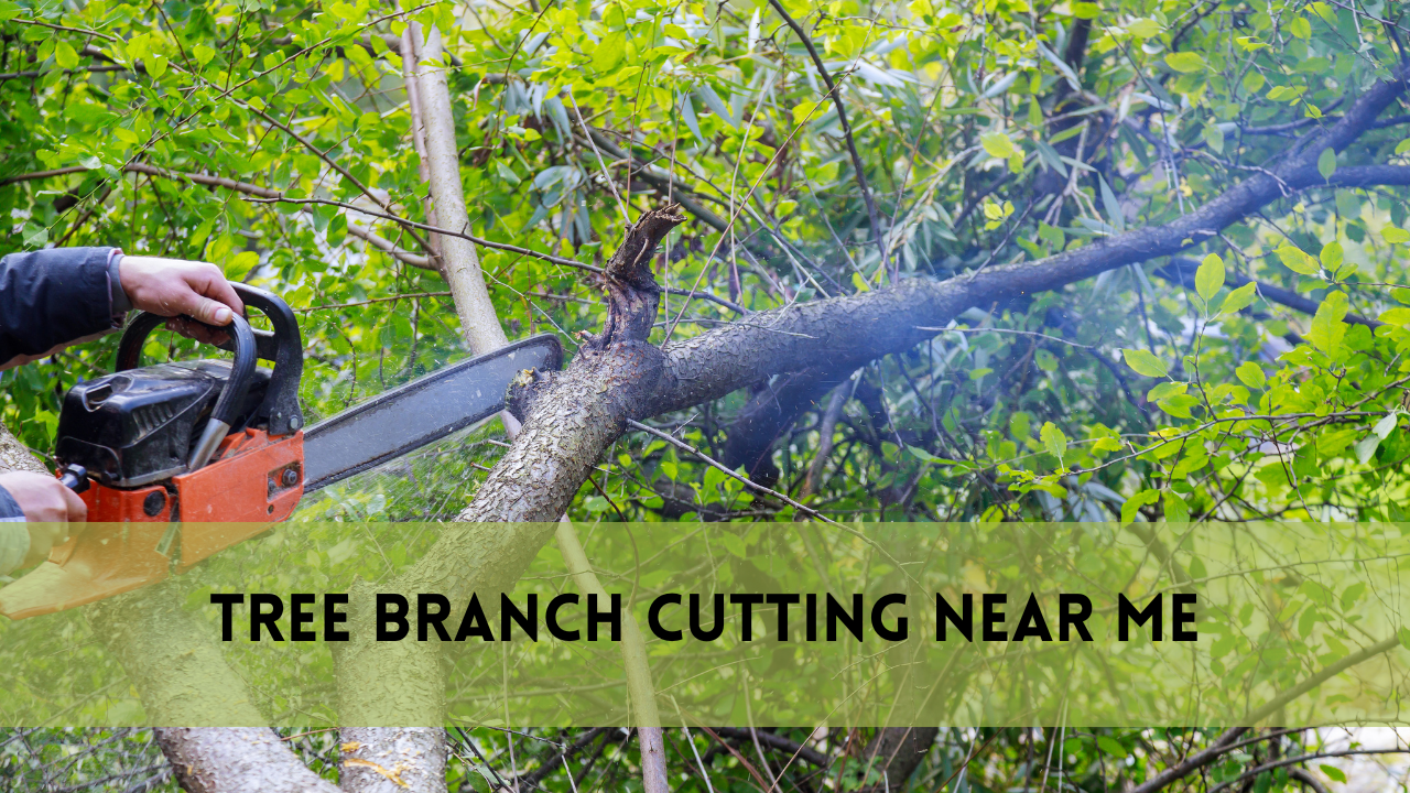 Tree Branch Cutting Near Me