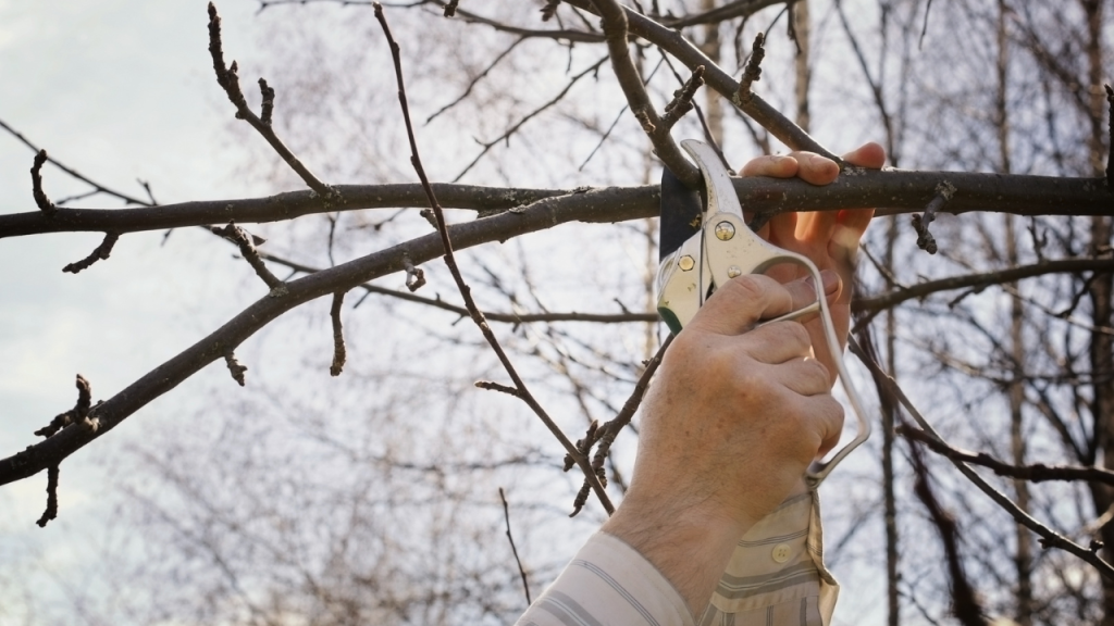 Tree Branch Cutting Near Me