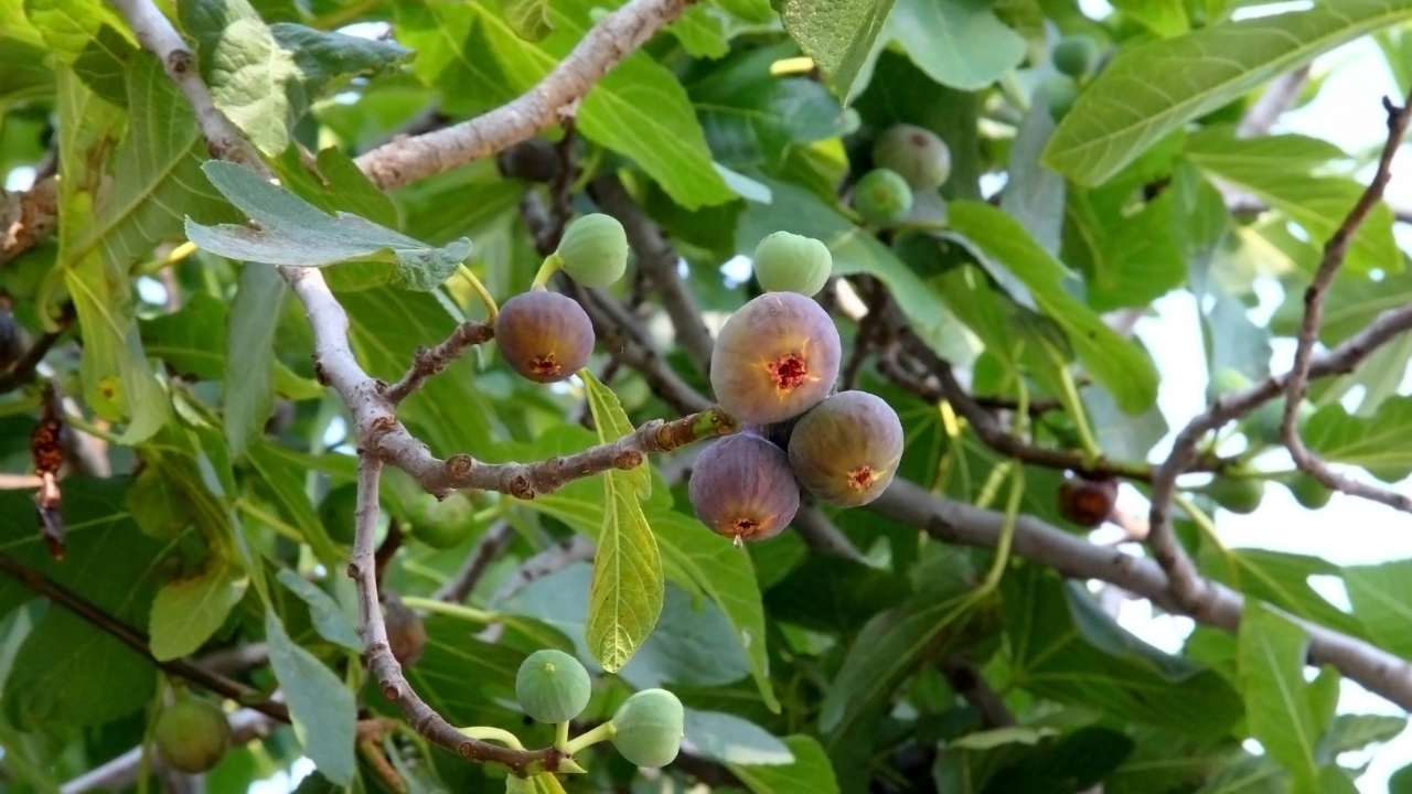 How to Trim a Persimmon Tree?