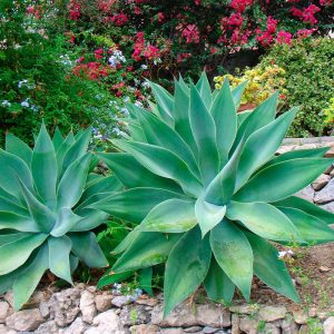 Agave Attenuata